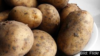 Potatis står i centrum för debatten om genmodifierade grödor.