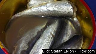 Surströmming. Hälsorisker ställs mot jobbtillfällen och mattraditioner när Sverige säger ja EU-undantag för giftig fisk. Surströmming. Hälsorisker ställs mot jobbtillfällen och mattraditioner när Sverige säger ja EU-undantag för giftig fisk.